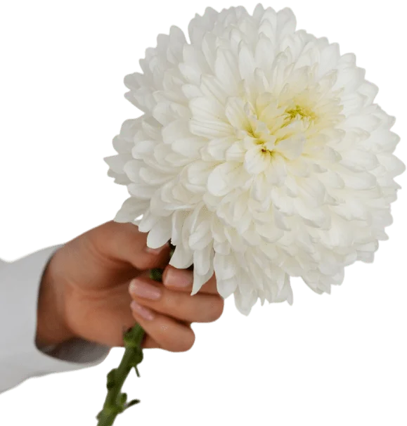 Только свежие цветы — фото